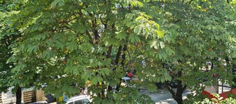 Artistic Tirana Blloku