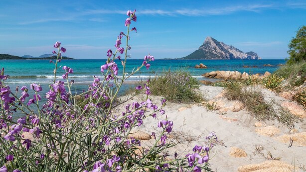 Une plage avec des fleurs violettes au premier plan, une eau d’un bleu limpide et une montagne en arrière-plan.