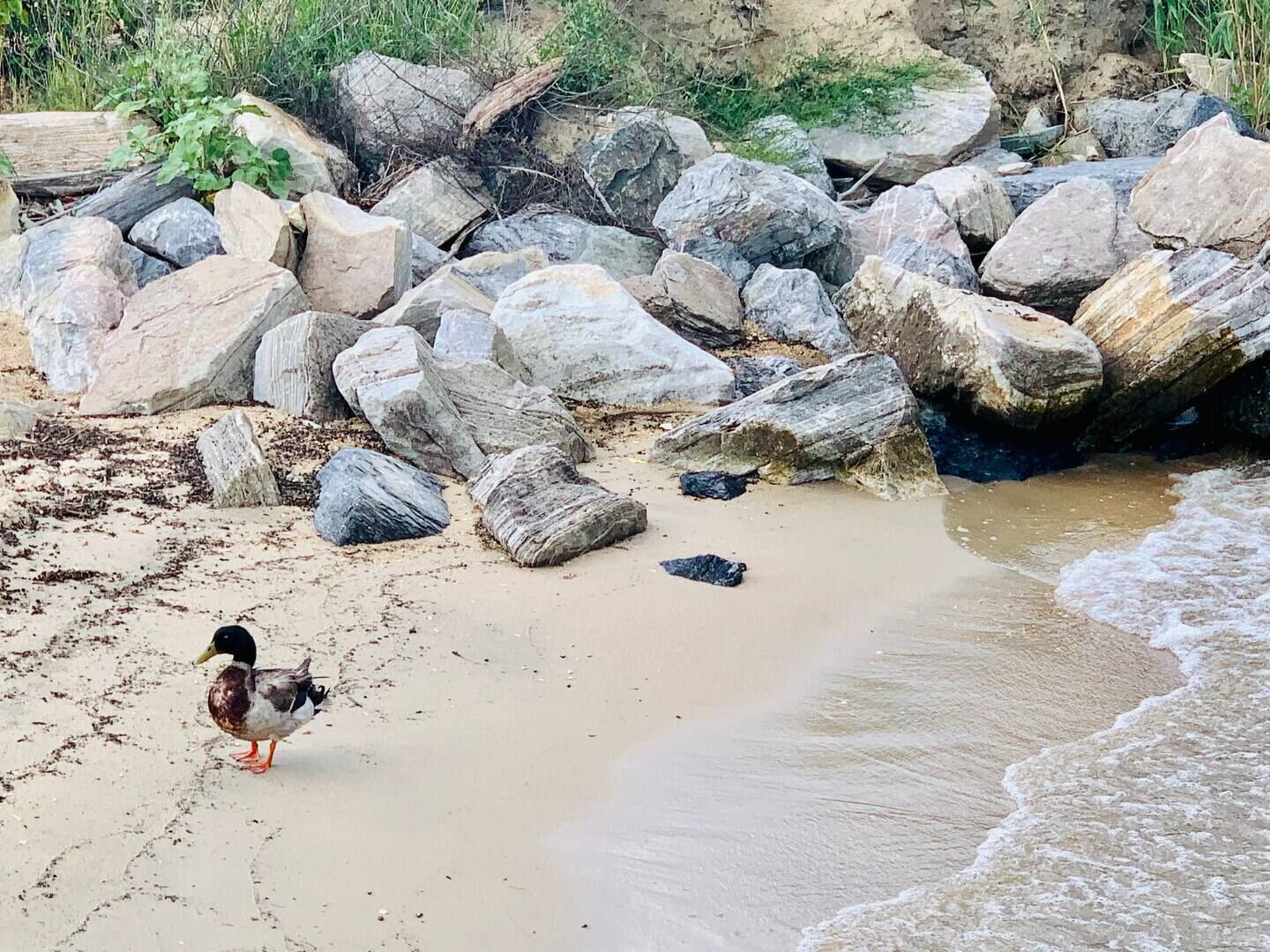 Una spiaggia con rocce grandi e un'anatra che cammina sulla sabbia.