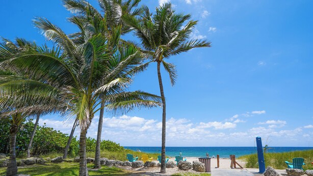 Een strand met palmbomen, een betonnen pad en enkele stoelen.