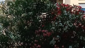 A multi-story building with balconies, some with plants. - Beautiful spacious and bright apartment with large balcony (Montpellier)