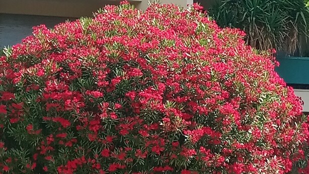 A building with a green facade and a large bush of red flowers in front. - Beautiful spacious and bright apartment with large balcony (Montpellier)
