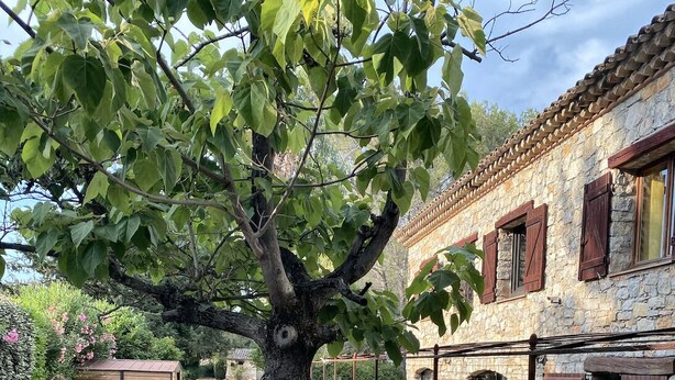 A courtyard with a stone pathway, a tree, and stone walls. - LE MAS Calisto (TRANS EN PROVENCE)