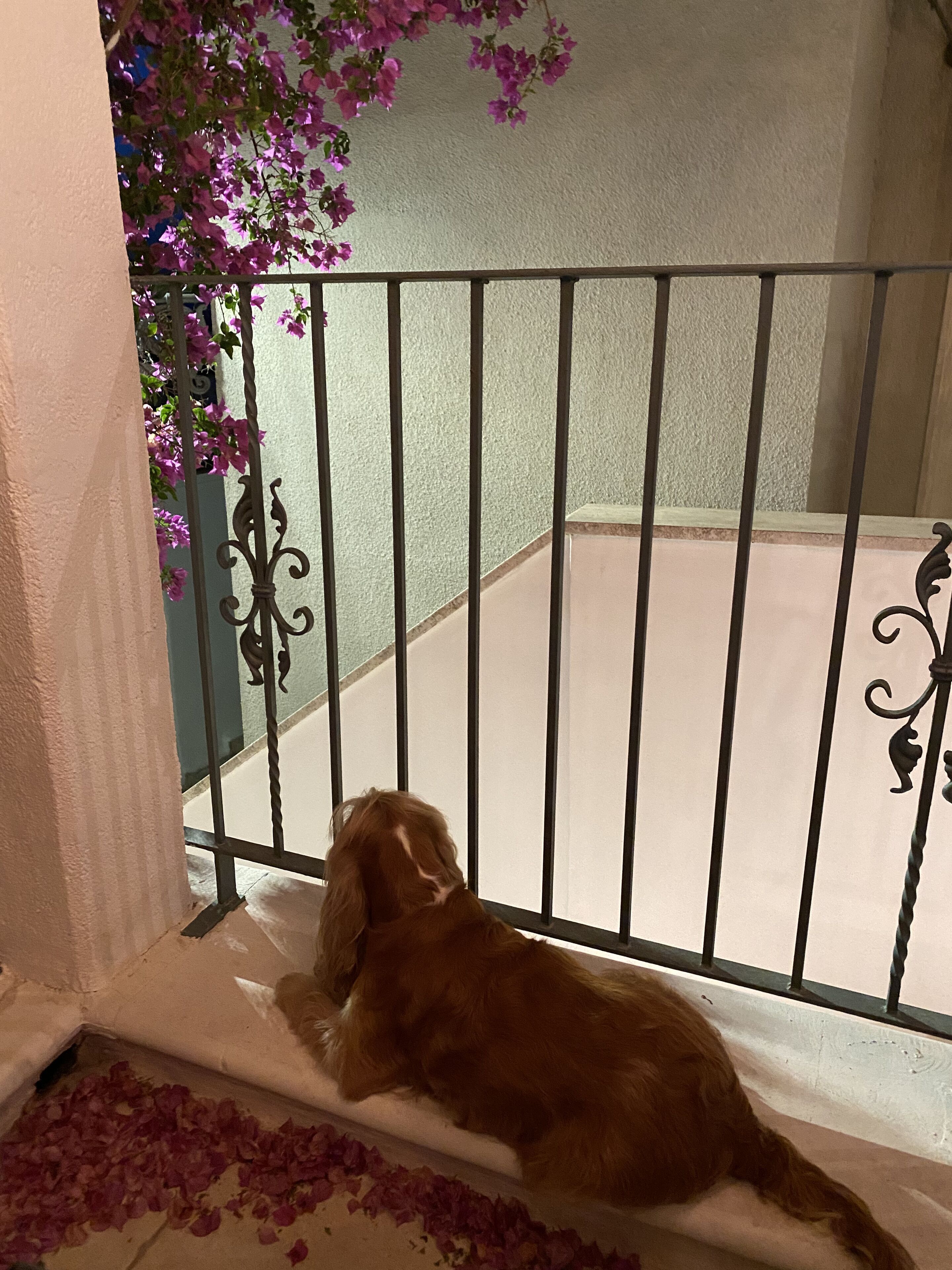 A dog sitting on a ledge by a window with a metal railing, overlooking a balcony with a white floor and a view of a building with pink flowers.