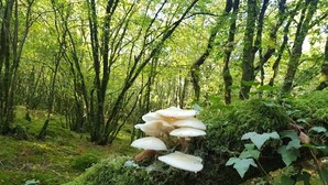 A forest with a moss-covered log and white mushrooms growing on it. - Insolite Tonneau Avec Bulle, en Forêt (Pouldergat)