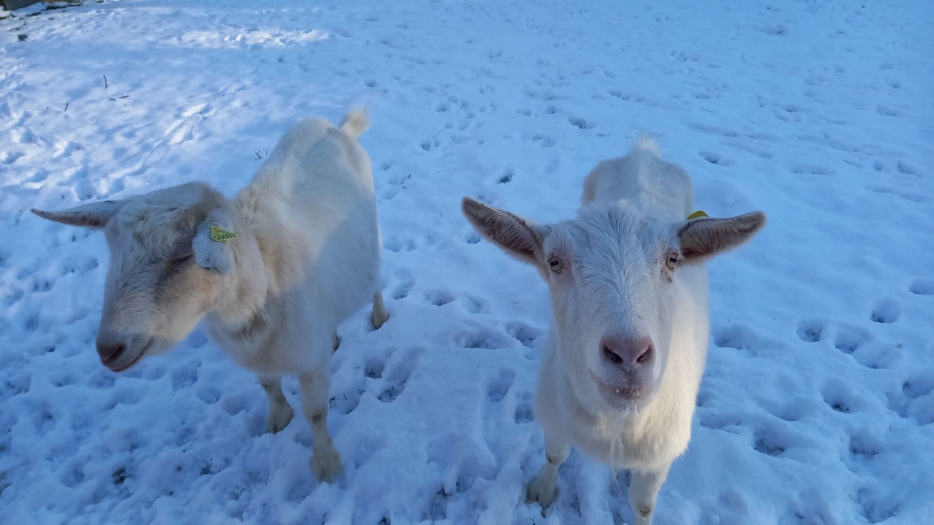 Two sheep standing in a snowy field.