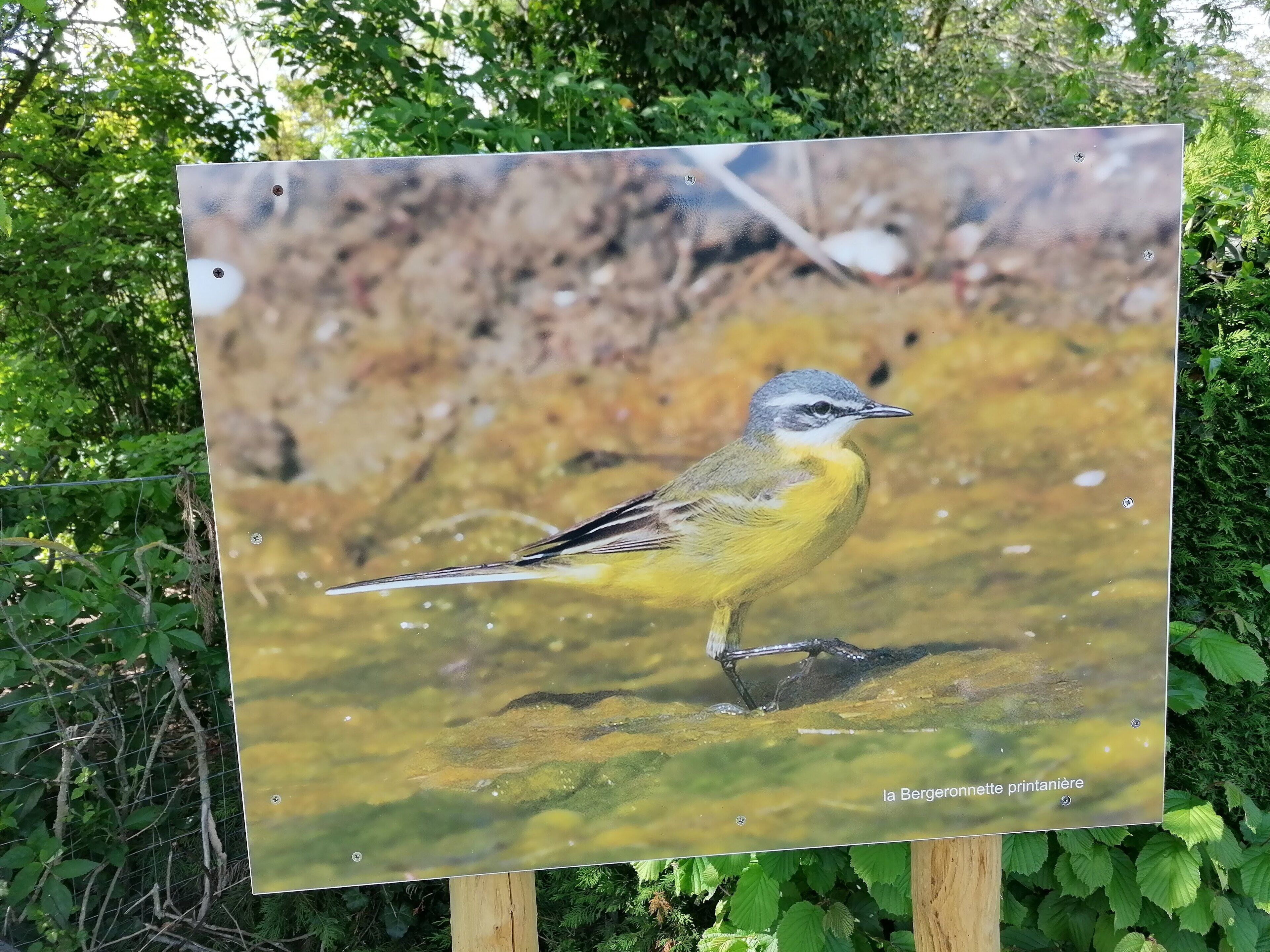 A bird standing on a reflective surface with a sign that reads "la Bergeronnette printaniere".