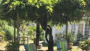 Ein Garten mit zwei Liegestühlen, einem Baum und einem weißen Zaun.