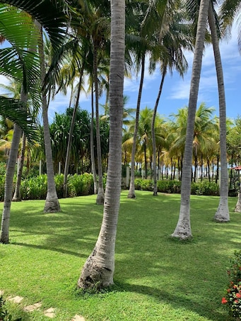 A well-maintained garden with tall palm trees and lush green grass.