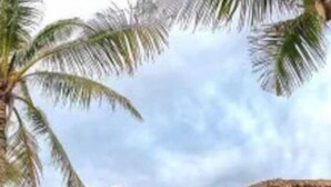 A resort with thatched-roof structures, palm trees, and a view of high-rise buildings in the background. - Apt#1-Charming relaxing -beautiful APT-80yard walk to the BEACH wBBQ/ Patio (Pompano Beach)