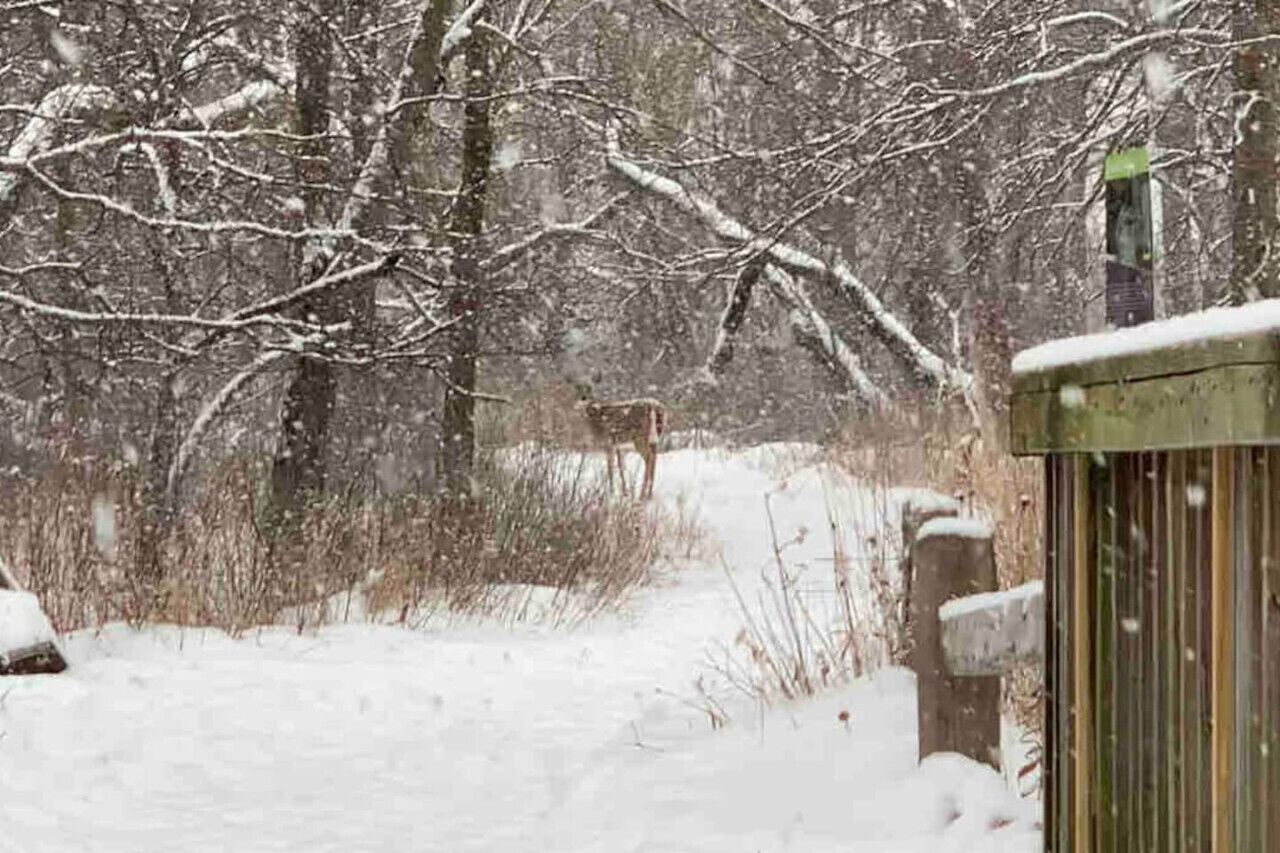 A snowy pathway leading through a wooded area with a wooden fence on the right.