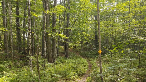Une promenade en bois traverse une forêt dense, et un panneau jaune est visible.