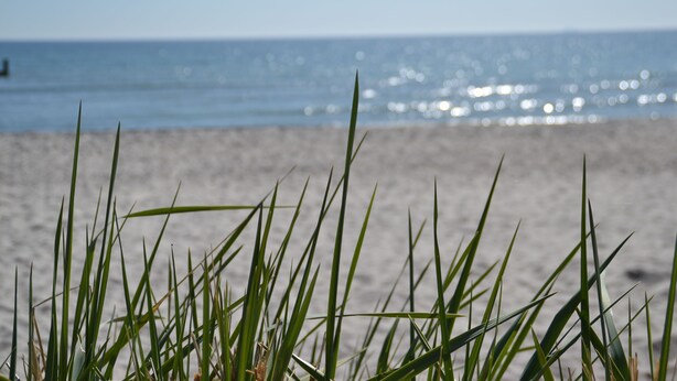 A beach with grass in the foreground and the ocean in the background. - Resid. Prorer Wiek App. 7, Strandnah in Binz, mit Balkon - App. mit 1 SZ + 1 Schlafkoje - Aufbettung (Binz)