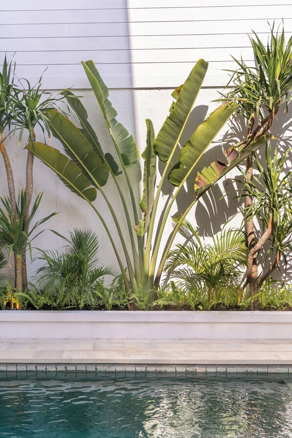 A pool area with a white wall and various tropical plants.