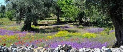 Parco della struttura