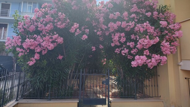Un edificio con fachada amarilla y un árbol de flores rosadas al frente.