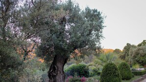 A large tree with a thick trunk and dense foliage in a landscaped garden with various plants and a paved path. - Independent apartment of two bedrooms of high standing and comfort. (Salernes)