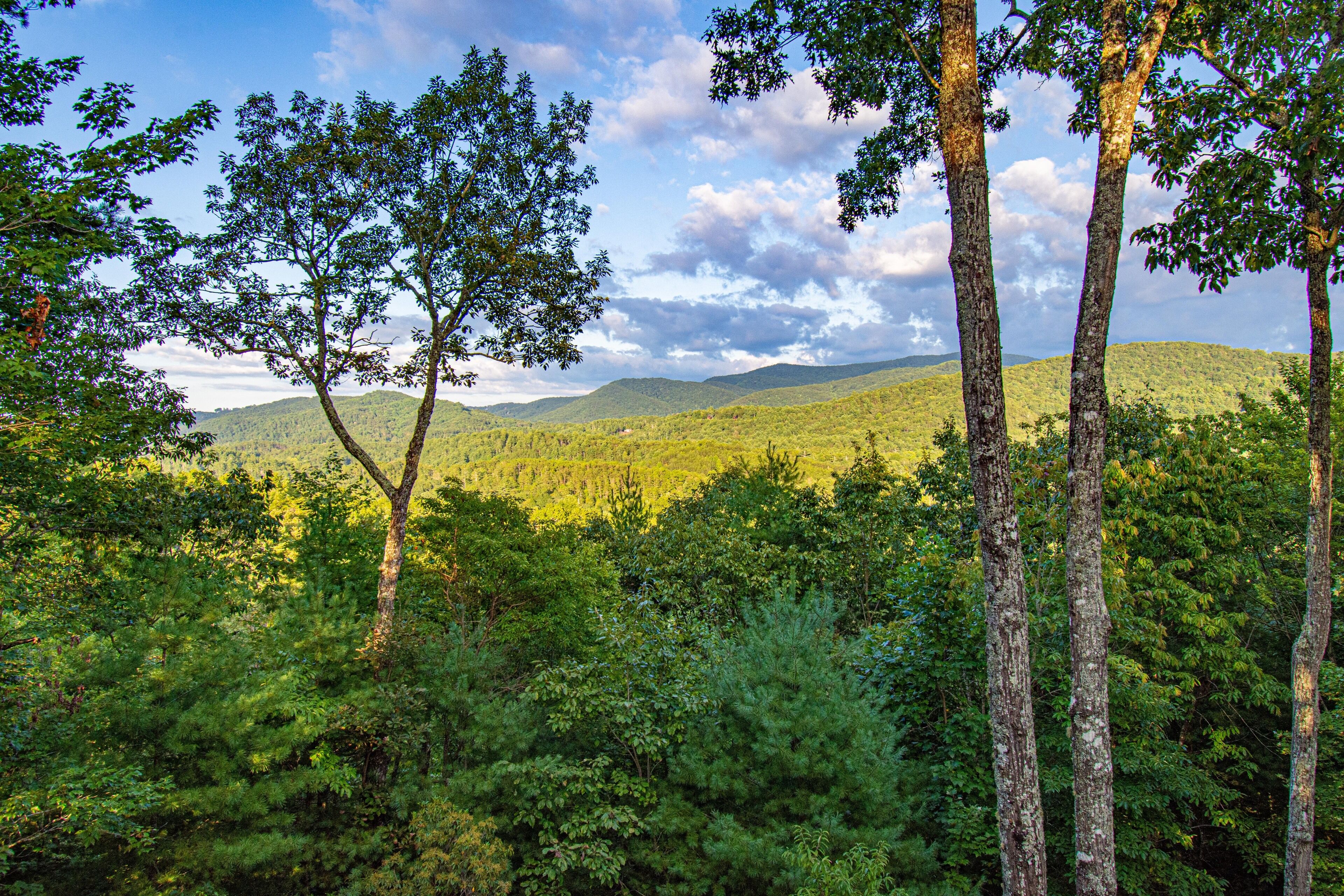 A forested landscape with trees and hills in the background.