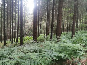 Áreas de la propiedad