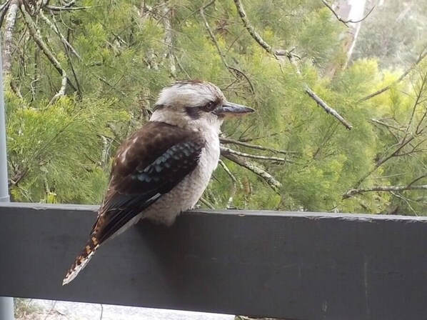 A bird perched on a wooden railing. - Cockatoo Cabin in Halls Gap (Halls Gap)