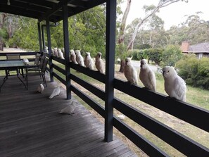A covered outdoor area with a wooden deck, a table, and chairs. - Cockatoo Cabin in Halls Gap (Halls Gap)