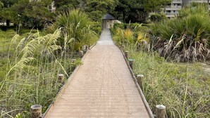 Un sendero de madera que lleva a un edificio rodeado de abundante vegetación y árboles.