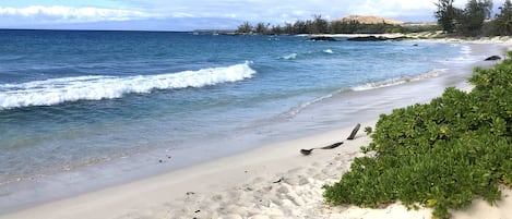 Sun loungers, beach towels