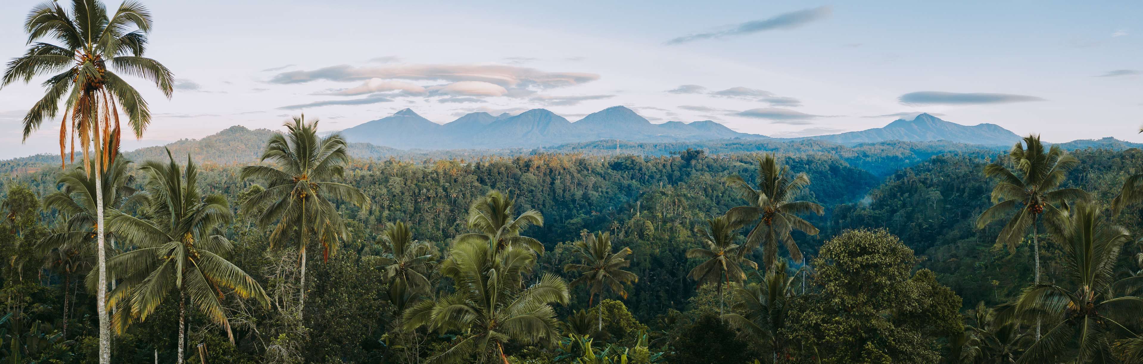 A tropical landscape with palm trees and a mountain range in the background.
