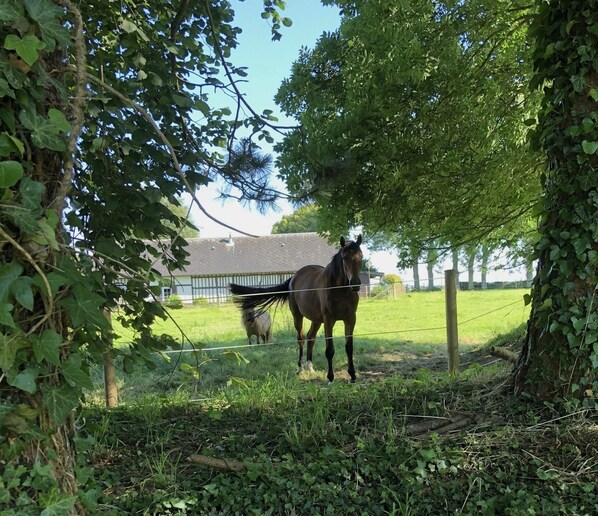 A horse standing in a grassy area with trees and a fence in the background. - Noyer (Thil-Manneville)