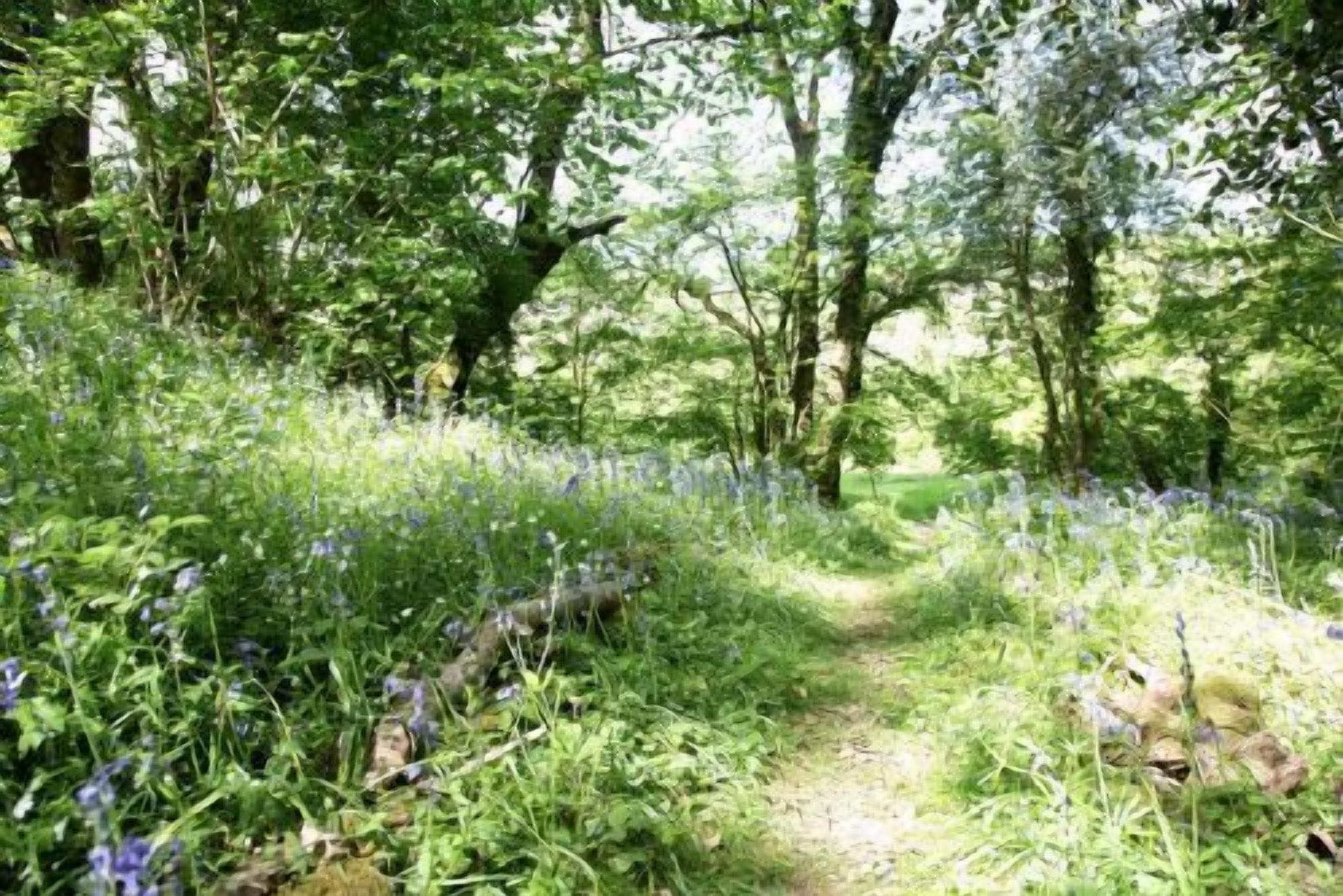 A forested path with dense greenery and wildflowers.