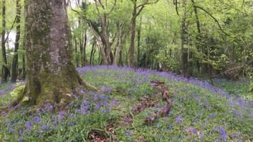 Un sentiero che si snoda in una foresta, circondato da fiori viola.