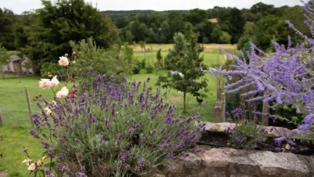 Un jardín con lavanda y rosales, un muro de piedra, y una vista de un campo verde y árboles al fondo.