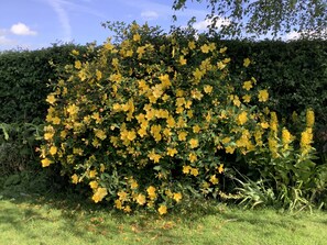 Cottage | Garden - A Serene and Tranquil Escape for two (Wrexham)