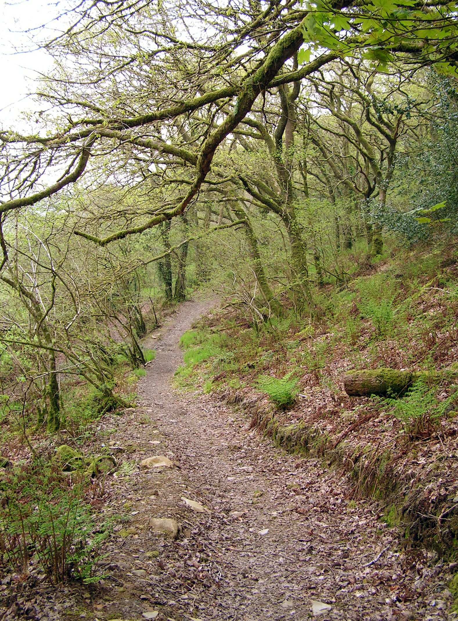 A forested path with trees and ferns.