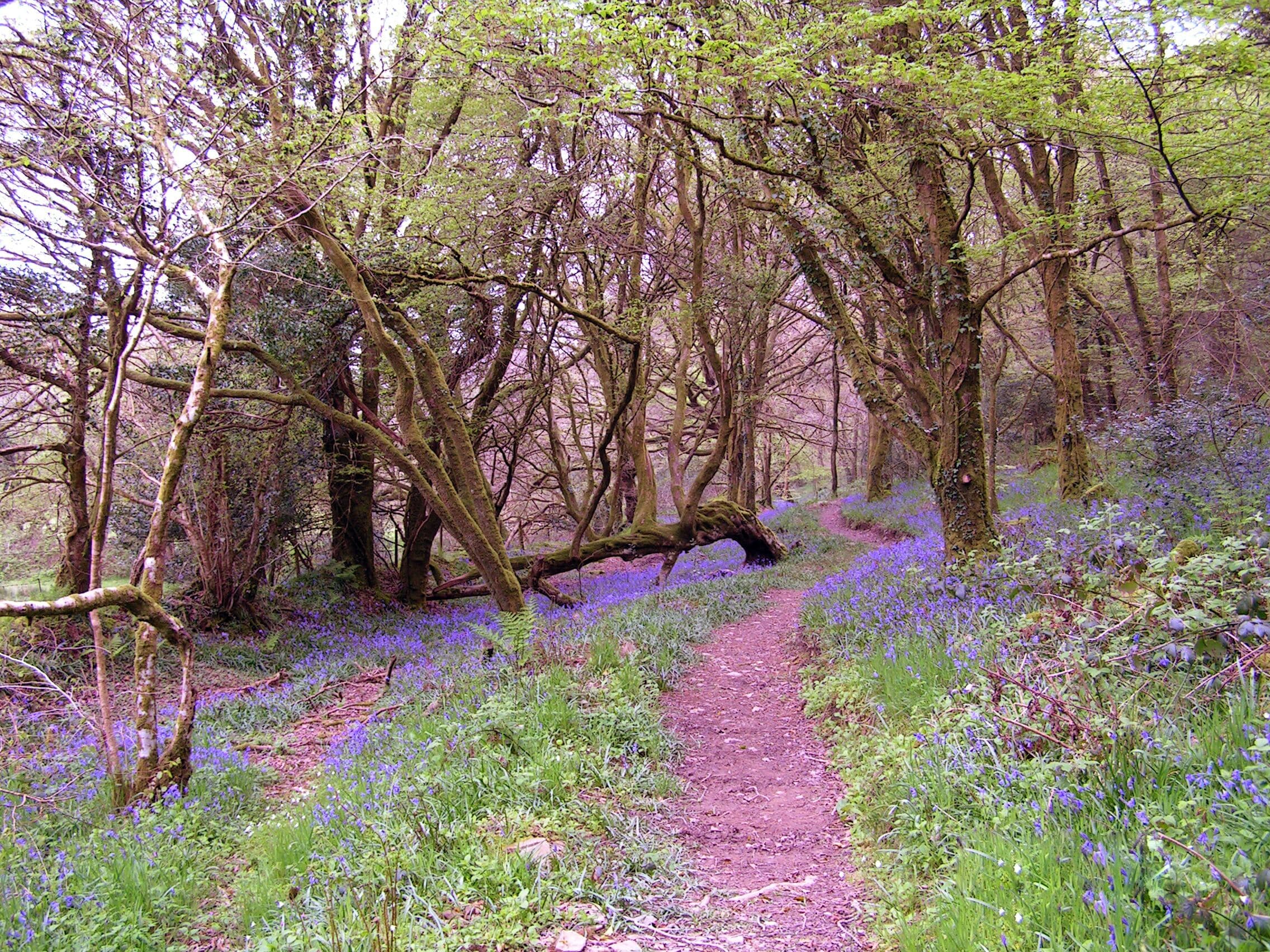 A forest path with trees and bluebells.