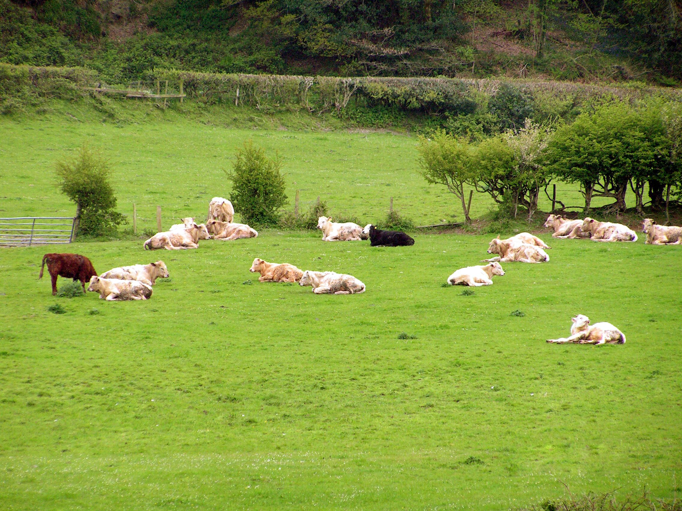 A rural landscape with cows resting in a field.
