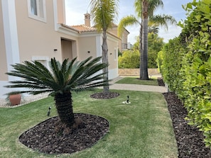 A well-maintained garden with a palm tree, a small palm tree, and a hedge.