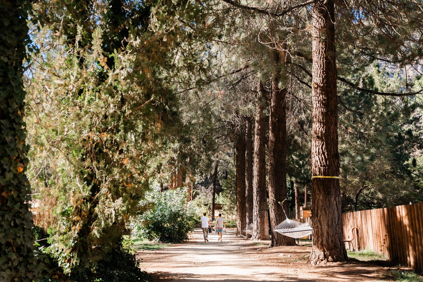 Un sendero arbolado con árboles altos y una hamaca entre dos de ellos.