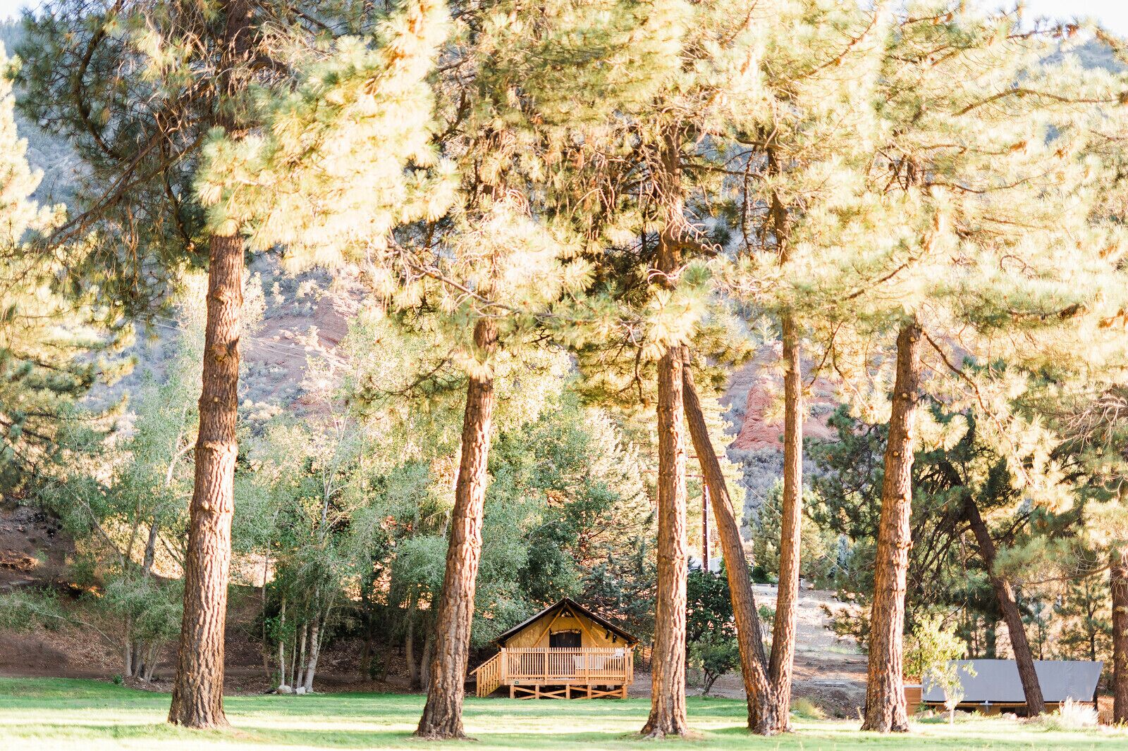 Un chalet rustique entouré de grands pins dans une zone boisée.