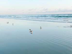 Beach nearby, sun-loungers, beach towels