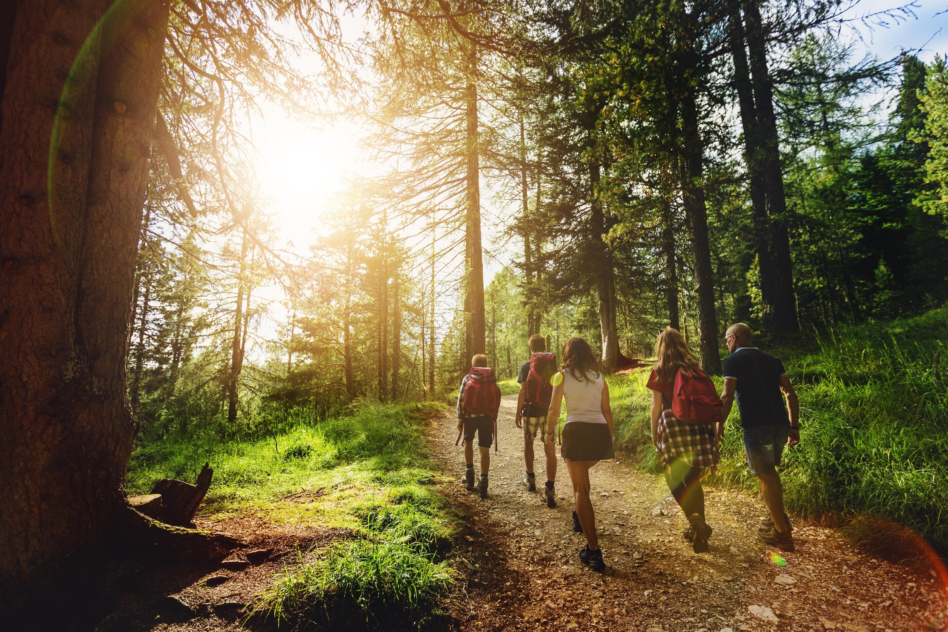 A forest path with people walking.