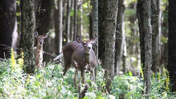 Metsä, jossa on puita ja aluskasvillisuutta.