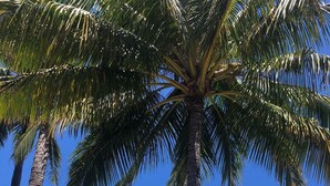 A beach scene with palm trees, a wooden chair, and a clear view of the ocean.