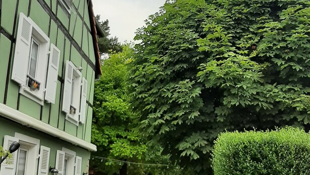 A courtyard with a green building, a table with chairs, and a hedge. - La maison verte, a charming and modern two-room apartment (Strasbourg)