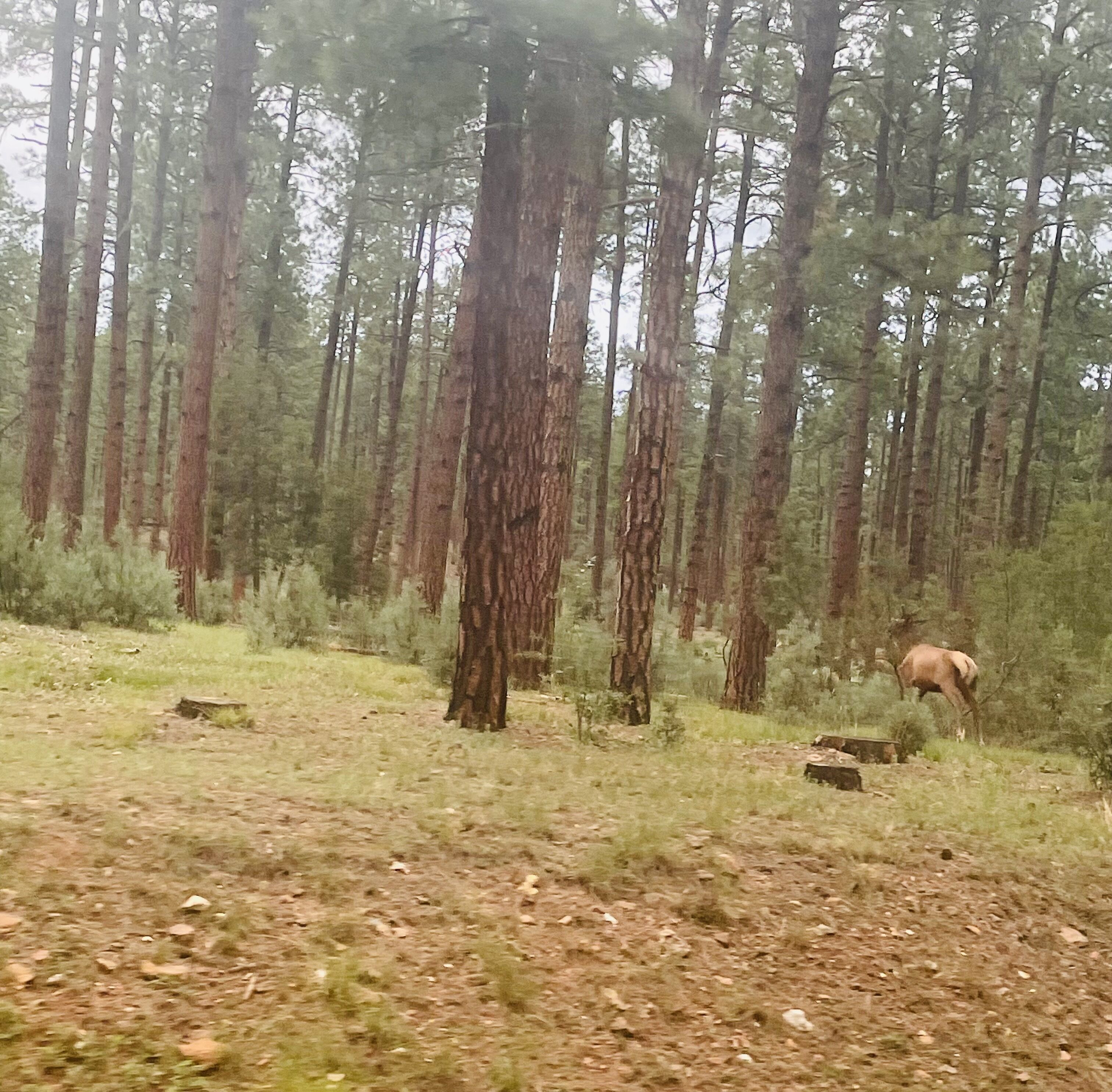 A forest with tall trees and a deer in the background.