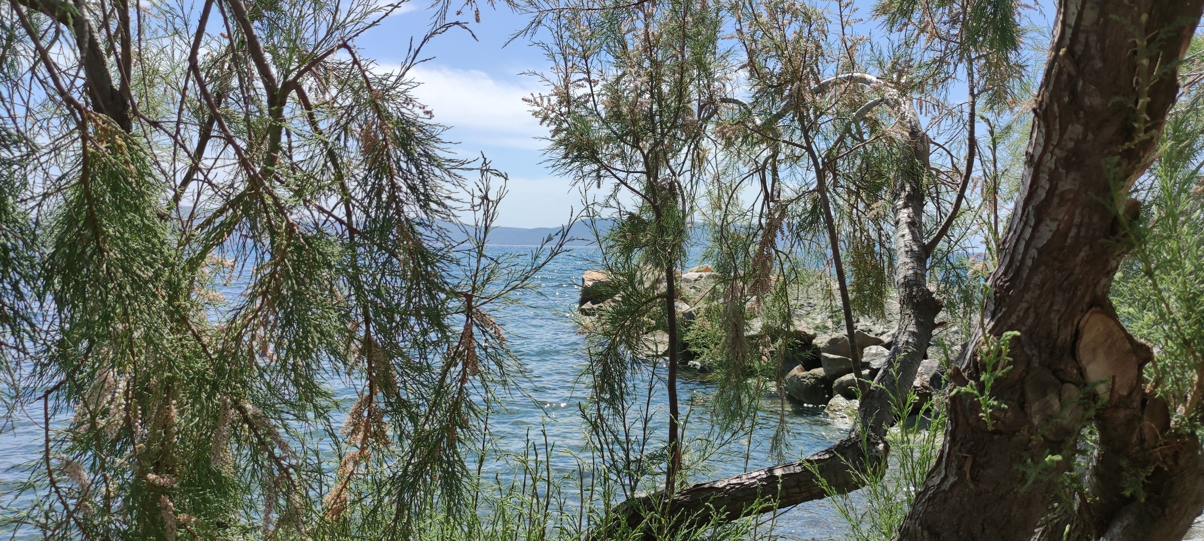 Eine natürliche Landschaft mit Bäumen und einem Gewässer.