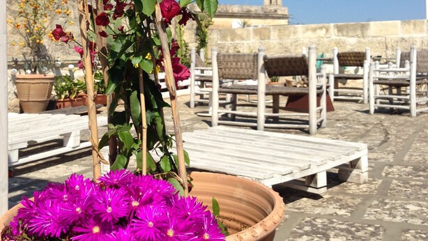 En terracotta-potte med livlige lilla blomster på en tagterrasse, med en klar blå himmel og en bygning i det fjerne.