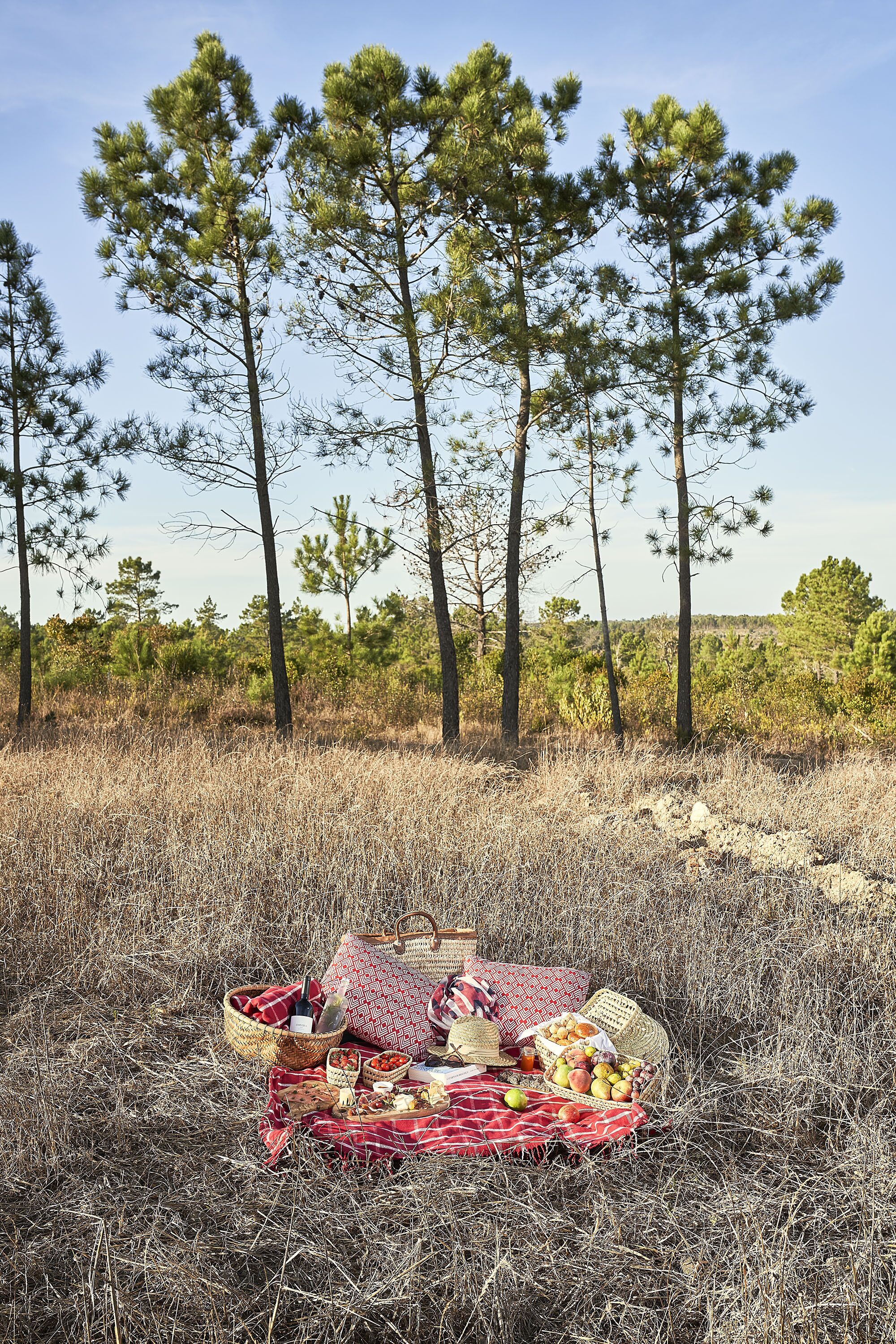A picnic setup in a dry grass field with pine trees in the background.