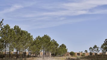 A residential area with multiple buildings, surrounded by pine trees and dry vegetation.