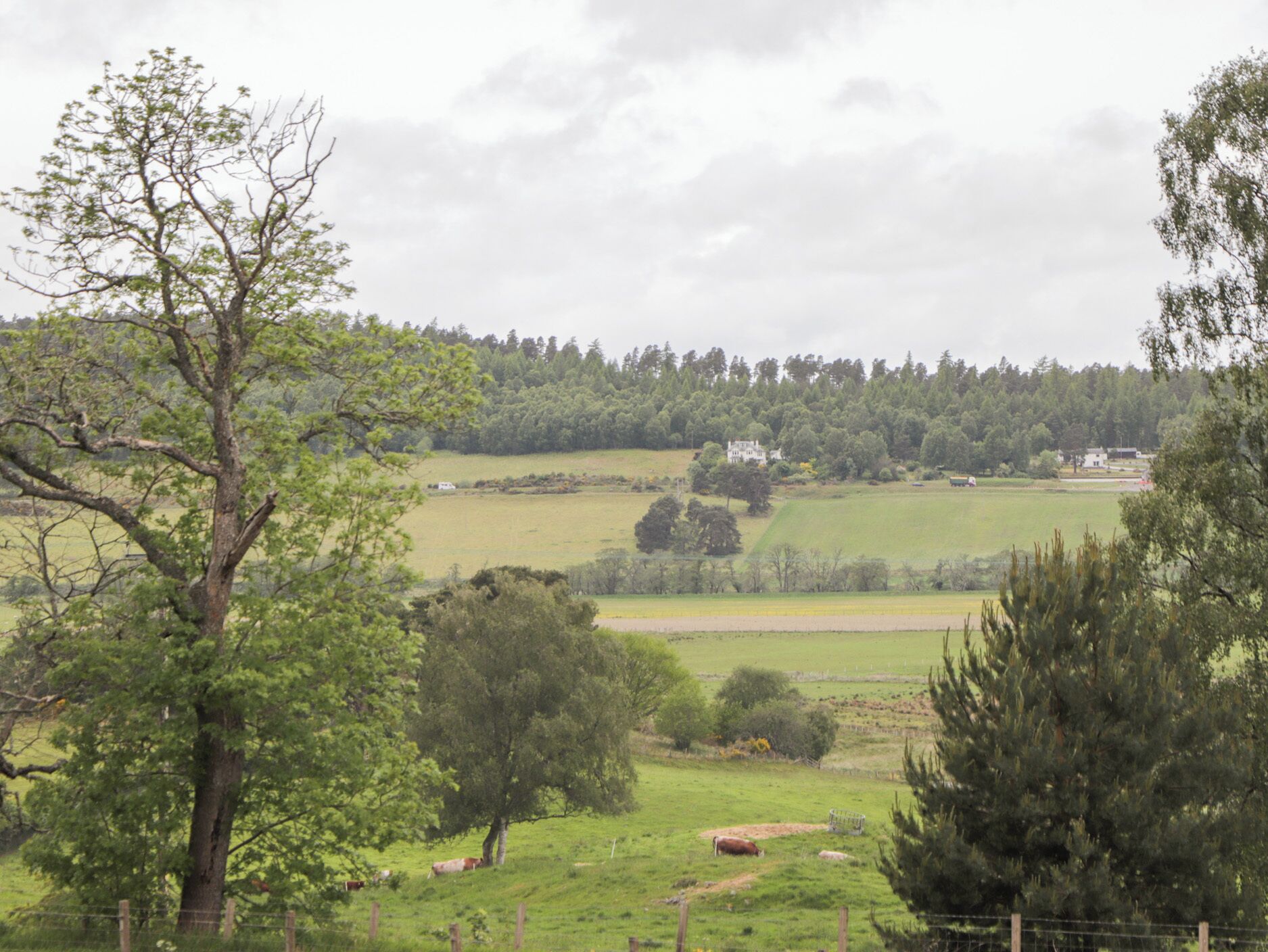 A rural landscape with a large tree in the foreground, a field with grazing cows, and a distant house surrounded by trees.